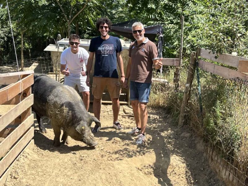 Montepulciano: Pig Farm Tour with Traditional Lunch - Exploring the Experience: A Detailed Breakdown
