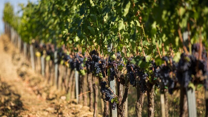 Montepulciano: Wine Tasting in the Tuscan countryside - Who Should Consider This Tour?