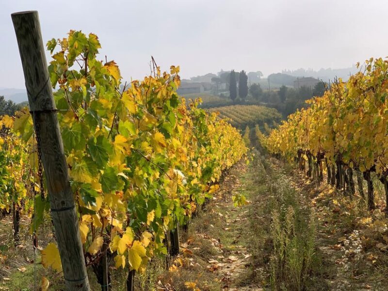 Montepulciano: Wine Tour and tasting - Visiting the Cellar: Where Magic Turns into Wine