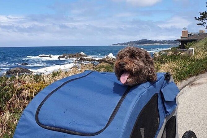 Monterey 17-Mile Drive Electric Bike Guided Tour - Final Thoughts