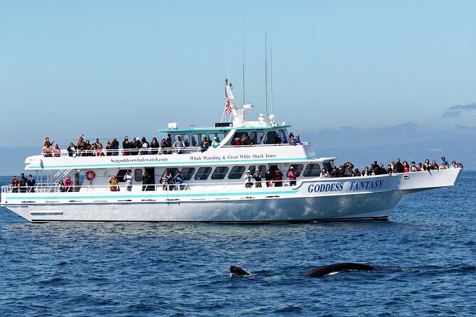 Monterey Bay Whale Watching - The Experience: What You Can Expect