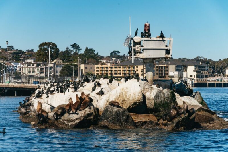 Monterey Bay: Whale Watching Tour - In-Depth Review of the Monterey Bay Whale Watching Experience