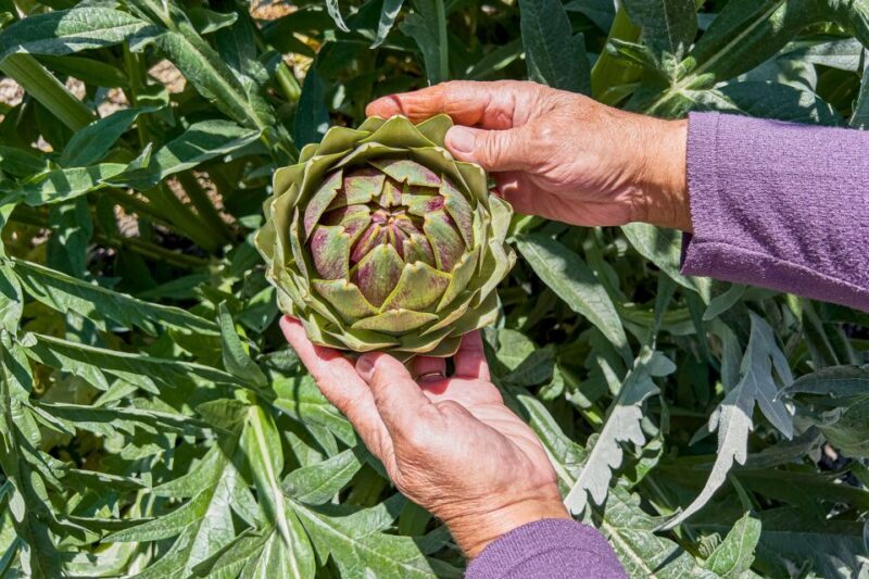 Monterey County Salinas Valley Farm Tour - Monterey County Salinas Valley Farm Tour