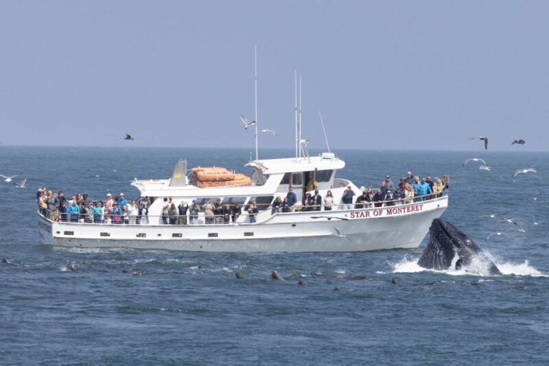 Monterey: Monterey Bay Dolphin and Whale Watching Boat Tour - Key Points