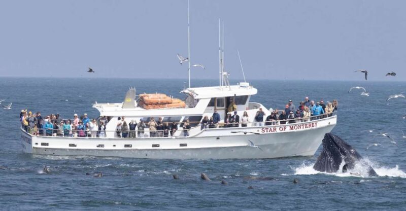 Monterey: Monterey Bay Dolphin and Whale Watching Boat Tour - Frequently Asked Questions