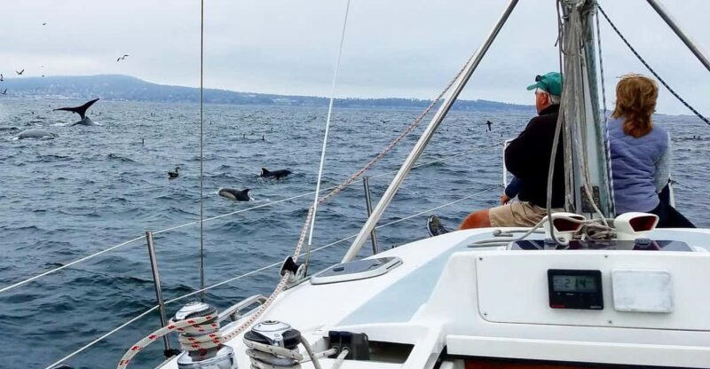 Monterey: Private Whale Watching/Sailing Tour for 6 - The Itinerary and What Makes It Special