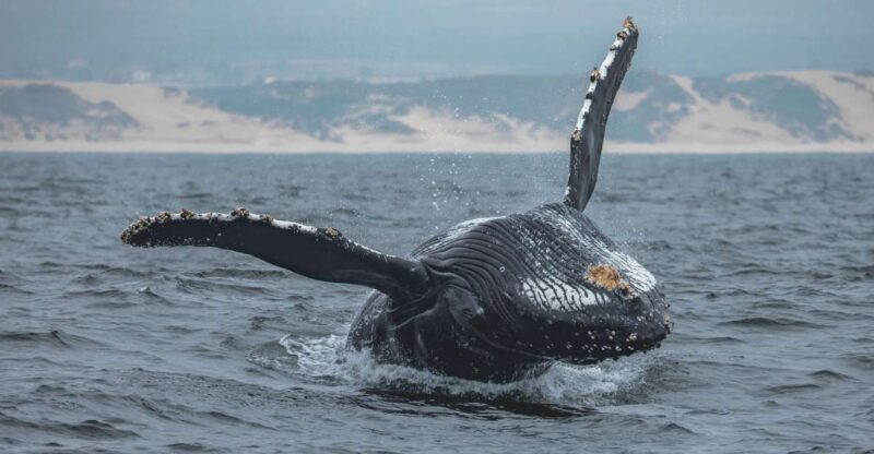Monterey: Sunset Whale Watching Cruise with A Guide - A Closer Look at the Whale Watching Experience