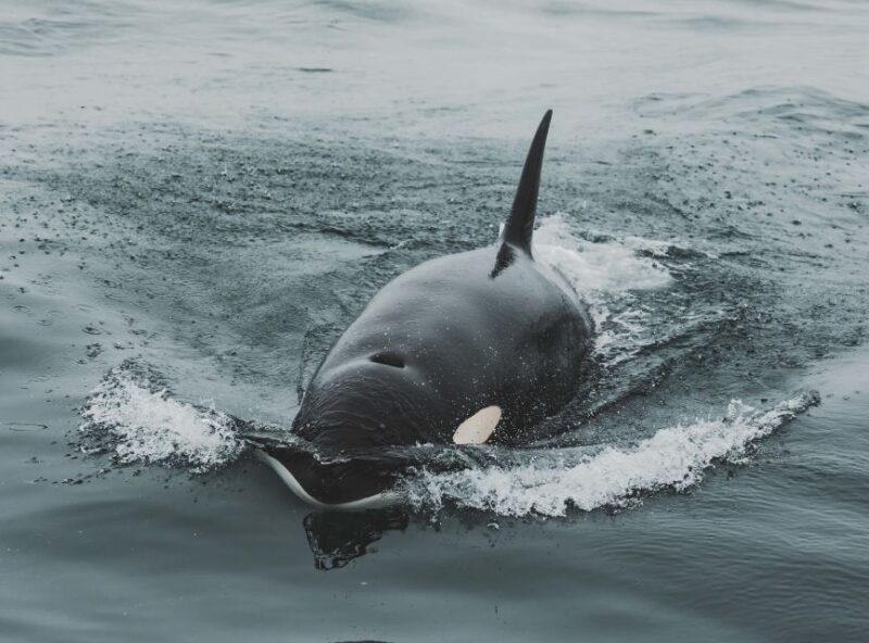 Monterey: Sunset Whale Watching Cruise with A Guide - Why Choose This Tour?