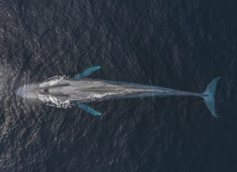Monterey: Sunset Whale Watching Cruise with A Guide - Frequently Asked Questions