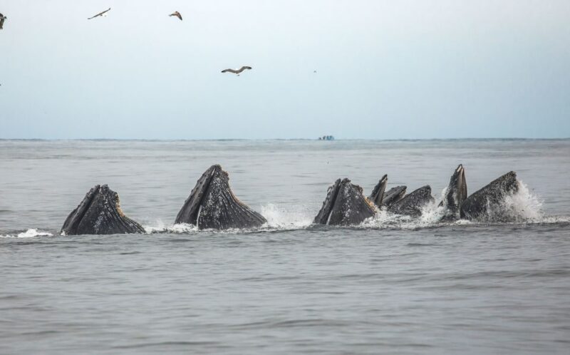 Monterey: Sunset Whale Watching Cruise with A Guide - Final Thoughts