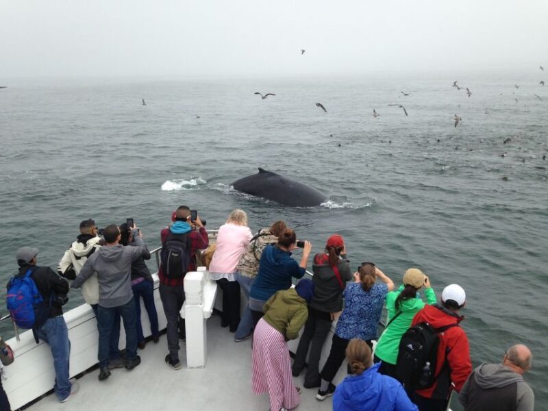 Monterey: Whale Watching Cruise - In-Depth Review of the Monterey Whale Watching Experience