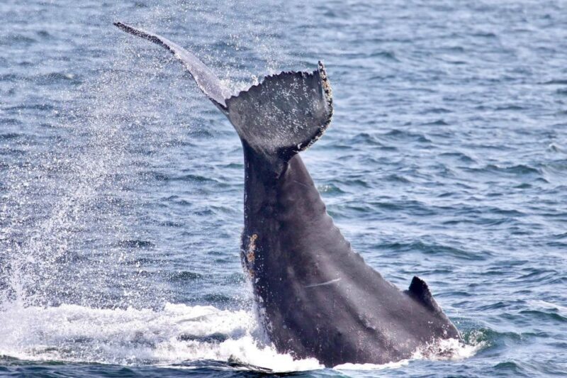 Monterey: Whale Watching Cruise - The Sum Up