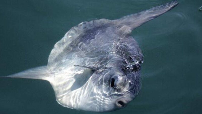 Monterey: Whale Watching Cruise - FAQ