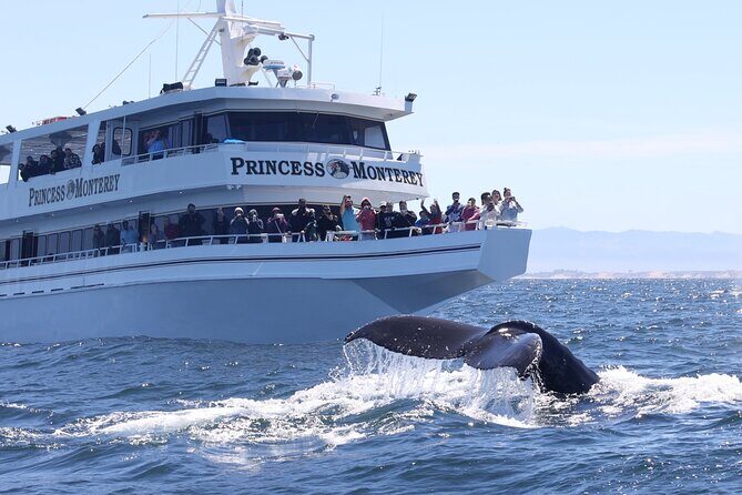 Monterey Whale Watching Tour - What We Love About This Experience