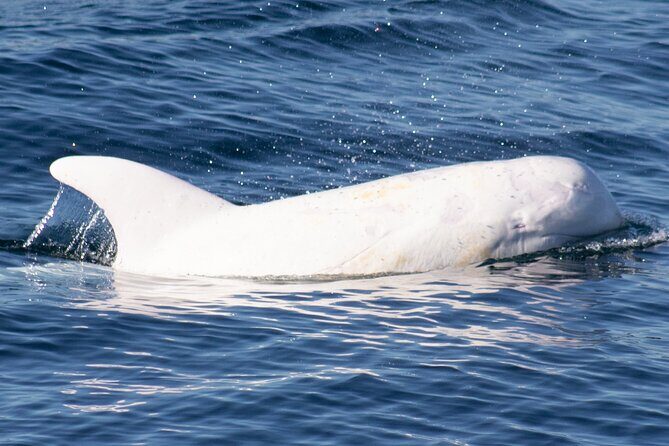 Monterey Whale Watching Tour - Cancellation and Practicalities