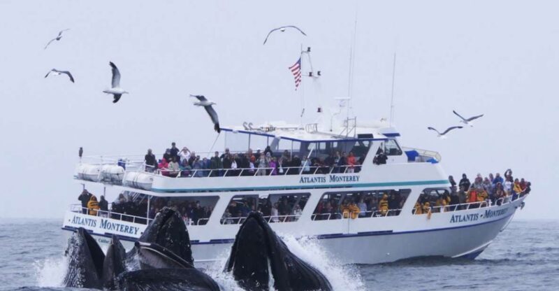 Monterey: Whale Watching Tour with A Marine Guide - Setting the Scene: From Fishermans Wharf to the Open Sea