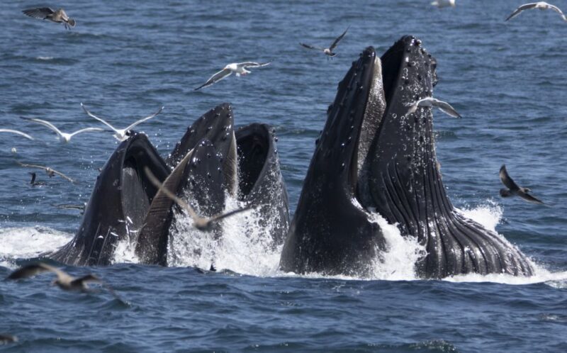 Monterey: Whale Watching Tour with A Marine Guide - Wildlife Encounters: What You Might See
