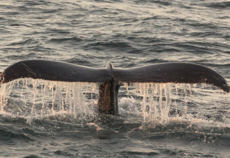 Monterey: Whale Watching Tour with A Marine Guide - Comfort & Practicalities: What to Expect