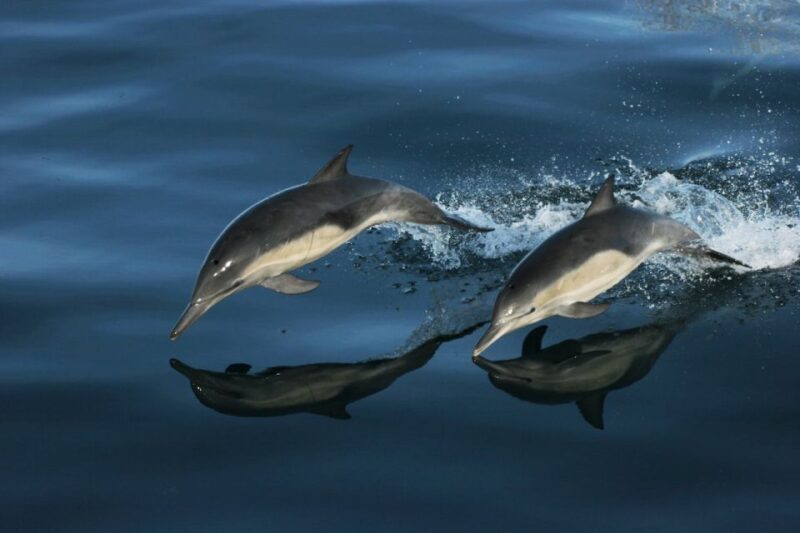 Monterey: Whale Watching Tour with A Marine Guide - The Experience in Perspective