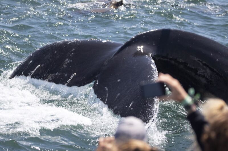 Monterey: Whale Watching Tour with A Marine Guide - Who Will Love This Tour?