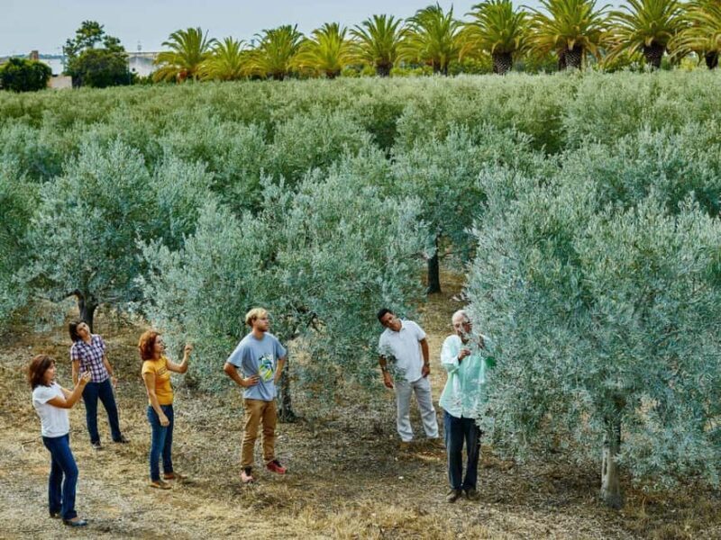 Monterosa Olive Grove: Visit to the Mill & Olive Oil Tasting - A Detailed Look at the Tour Experience