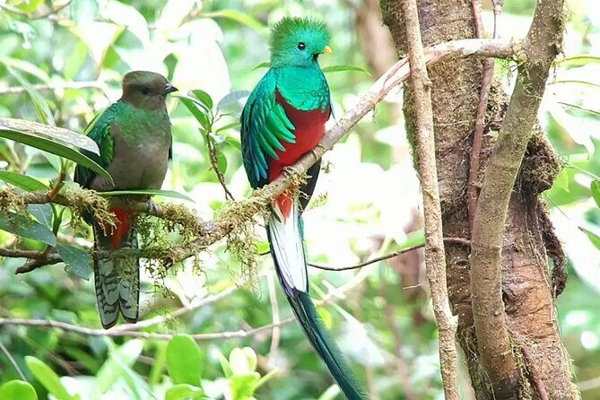 Monteverde Birdwatching and wildlife tour full day - Key Points