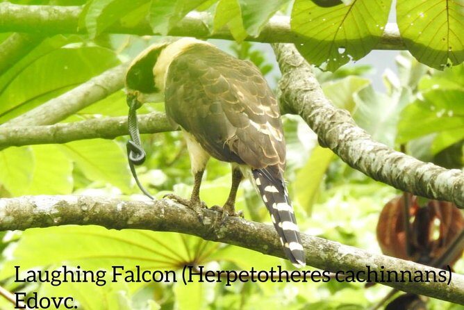 Monteverde Birdwatching Guided Tour - An In-Depth Look at the Monteverde Birdwatching Experience