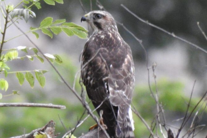 Monteverde Birdwatching Guided Tour - Final Words: Is It the Right Choice for You?