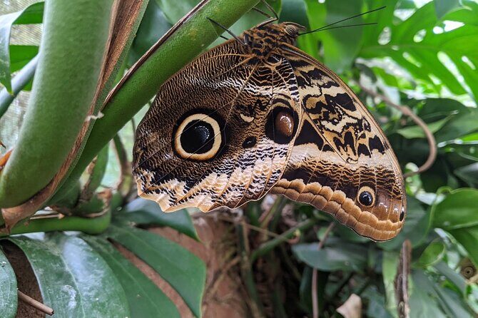 Monteverde Butterfly Gardens Tour - Authentic Experiences from Travelers