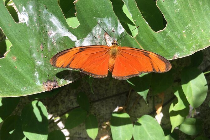 Monteverde Butterfly Gardens Tour - FAQ