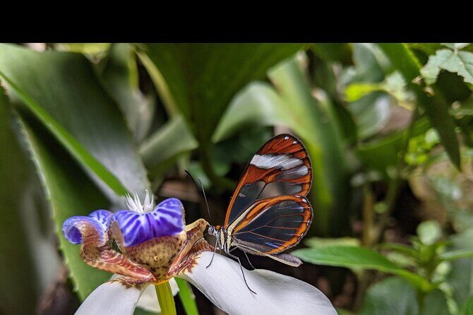 Monteverde Butterfly Gardens Tour - Monteverde Butterfly Gardens Tour: A Closer Look at Costa Rica’s Tiny Wonders
