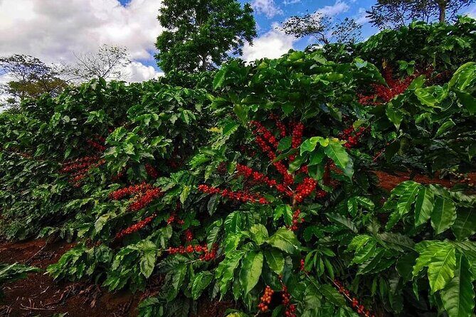 Monteverde Cloud Forest and Coffee Tour Shore Excursion - Key Points