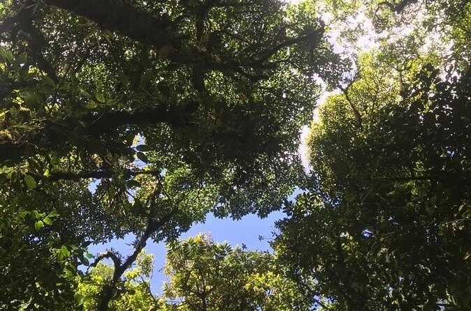 Monteverde Cloud Forest and Coffee Tour Shore Excursion - Frequently Asked Questions