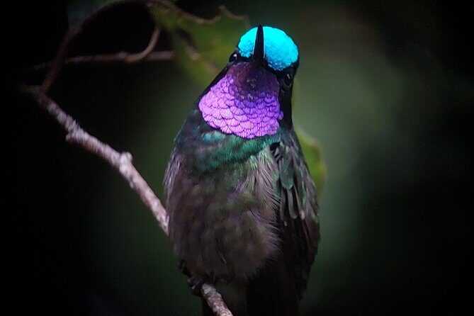 Monteverde Cloud Forest Guided Nature Walk with Local Naturalist - Who Should Book This Tour?