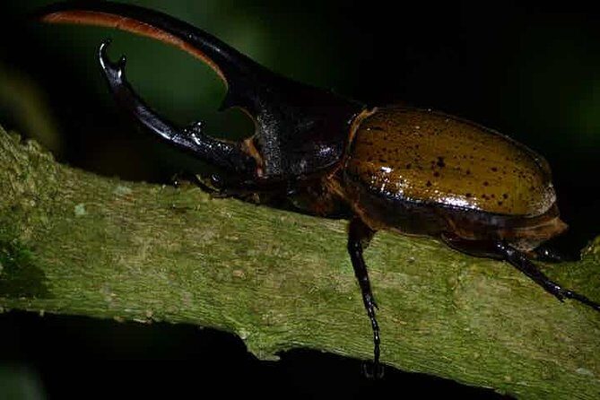 Monteverde Cloud Forest Guided Night Walk - Key Points