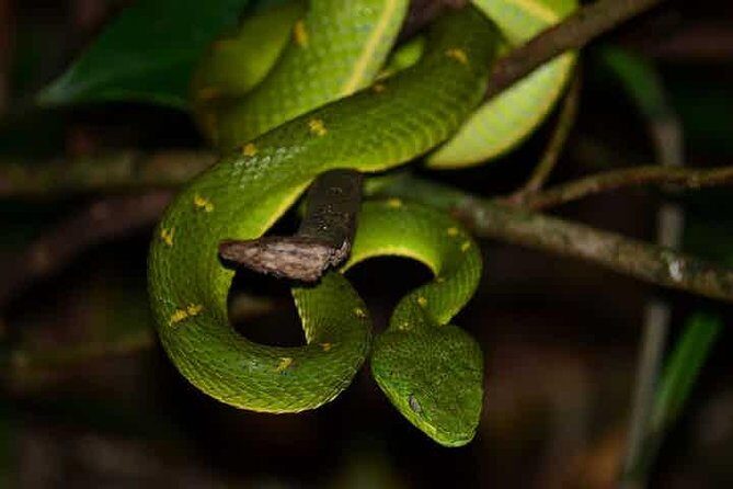 Monteverde Cloud Forest Guided Night Walk - What to Expect During the Tour