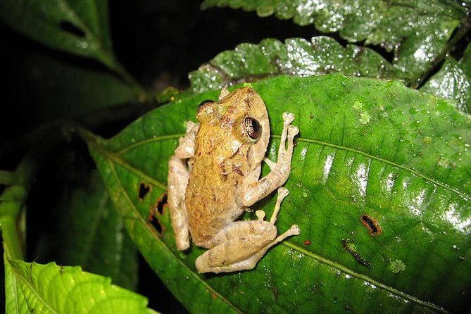 Monteverde Cloud Forest Guided Night Walk - Who Will Enjoy This Tour?