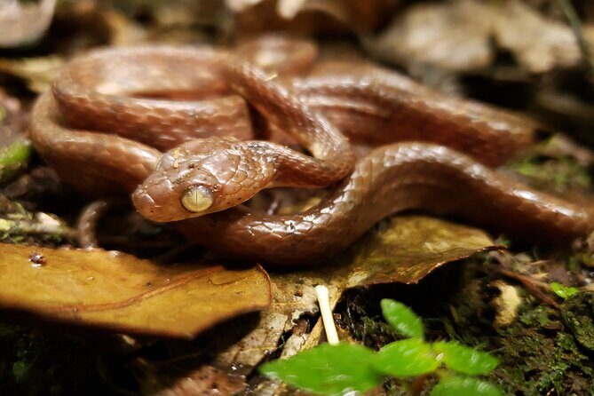 Monteverde Cloud Forest Guided Tour - Final Thoughts: Is This Tour Right for You?