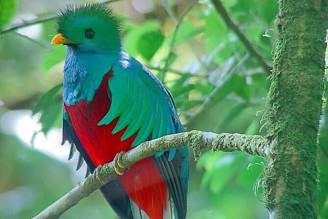 Monteverde Cloud Forest Nature Tour - Experience the Magic of the Monteverde Cloud Forest with a Nature Tour