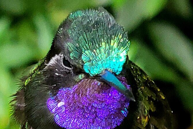 Monteverde Cloud Forest Nature Tour - Frequently Asked Questions