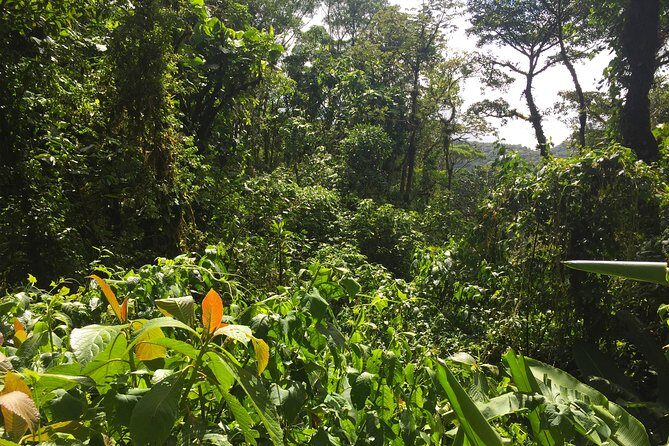 Monteverde Cloud Forest privateTour - Key Points