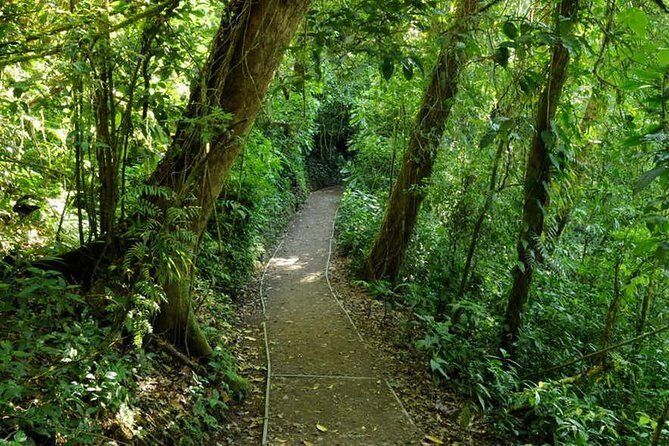 Monteverde Cloud Forest Reserve Guided Walk - Key Points