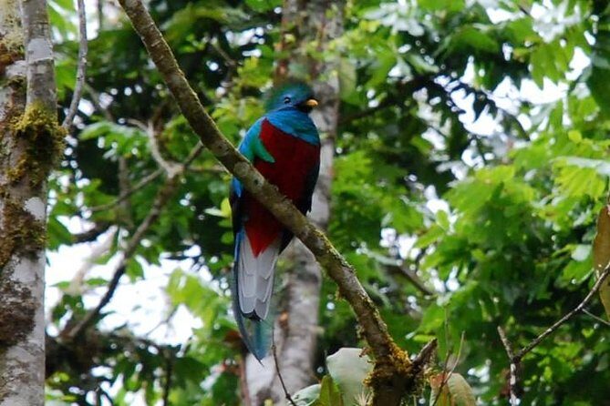 Monteverde Cloud Forest Reserve Guided Walk - FAQs