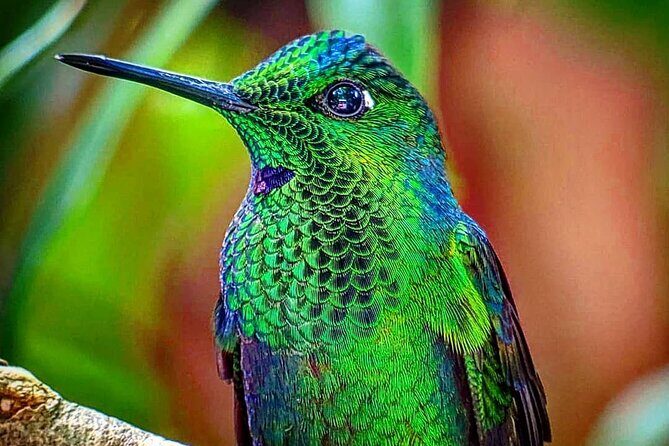 Monteverde Cloud Forest Tour - Exploring the Monteverde Cloud Forest with a Naturalist