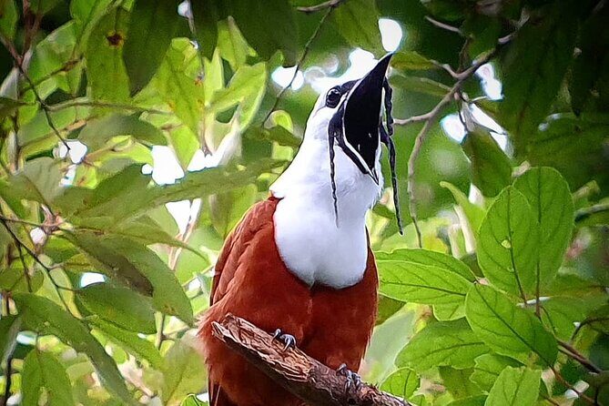 Monteverde Cloud Forest Tour - Who Will Love This Tour?