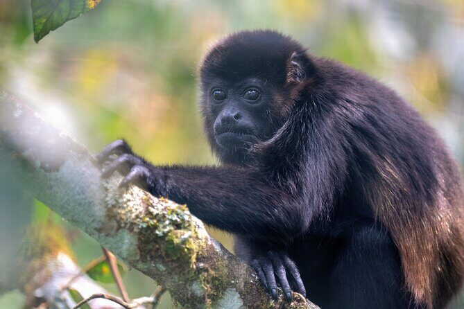 Monteverde Cloud Forest Tour - Overview of the Monteverde Cloud Forest Tour