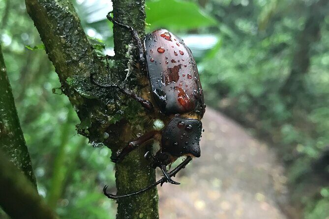 Monteverde Cloud Forest Tour - Exploring the Details of the Monteverde Cloud Forest Tour