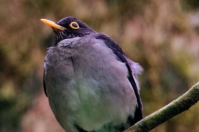 Monteverde Cloud Forest Tour - Key Points