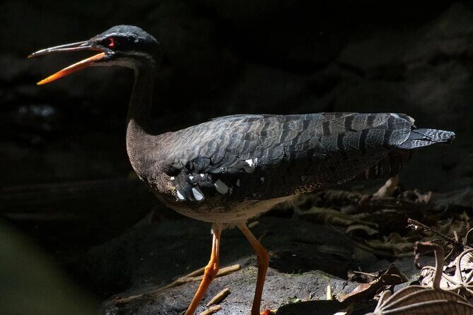 Monteverde Cloud Forest Tour - FAQ