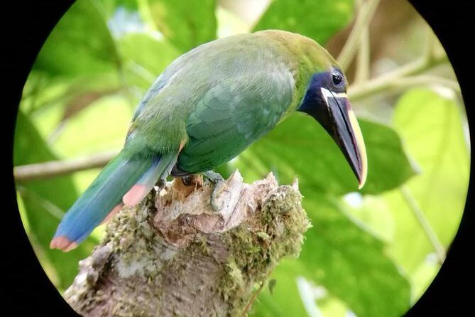 Monteverde Cloud Forest Tour with a Certified Tour Guide - Who Will Love This Tour?